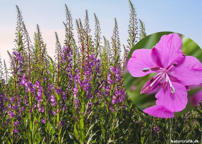 Gr Ftekantens Farverige Vilde Blomster Naturguide Dk Natur Og Friluftsliv