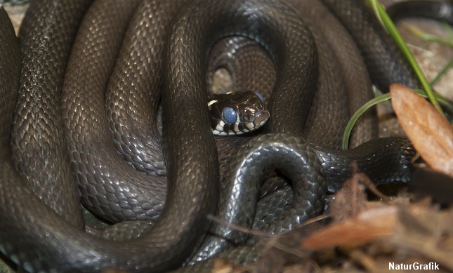 I forbindelse med at snogen skifter ham, bliver slangens øjne mælkede og uklare. Derfor den blålige farve.