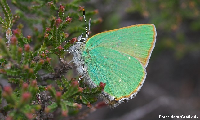 Grøn busksommerfugl (Callophrys rubi) blev tidligere kaldt for Brombærsommerfugl.