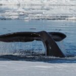 Grønlandshval - verdens ældste pattedyr