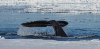 Grønlandshval - verdens ældste pattedyr