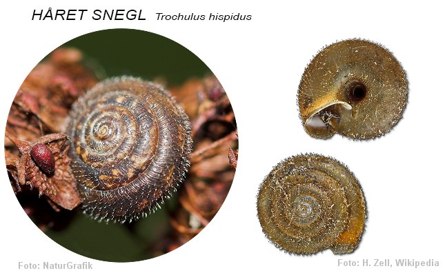 Visuel guide til snegle med hus naturguide.dk danmarks natur på ... Ovalt havebord