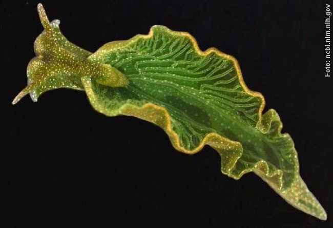 Havsneglen Elysia chlorotica udnytter solen ligesom planter. Foto: ncbi.nlm.nih.gov