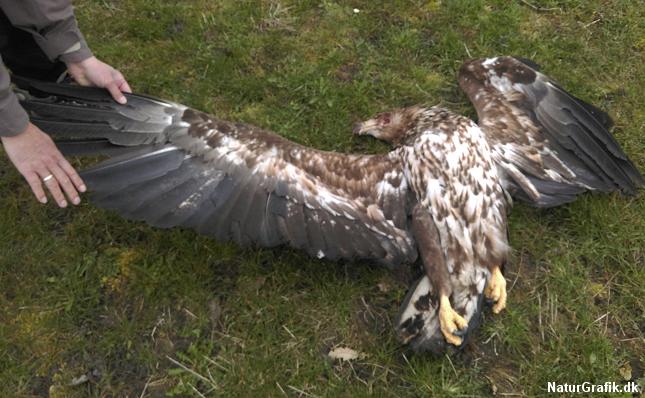 En havørn dræbt af en møllevinge ved fuglereservatet Vejlerne i Nordvestjylland. Den 2-årige ørn havde et vingefang på 228 cm.