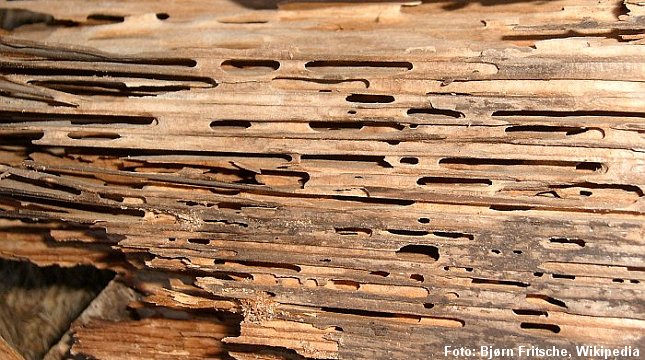 Træ beboet af herkulesmyrer. Næsten alt det bløde vårved er spist væk. Foto: Bjørn Fritsche, Wikipedia.
