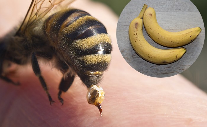 stikkende bier udsender bananlugte.