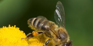 Honningbier kan huske vartegn