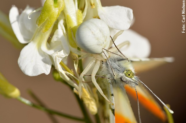 Kamæleonedderkoppen (Misumena vatia) er en sand mester i kamuflage. Den kan skifte farve, så den falder i ét med den hvide blomst. Her er en aurora-sommerfugl blevet overrasket. Foto: Carl Nielsen.