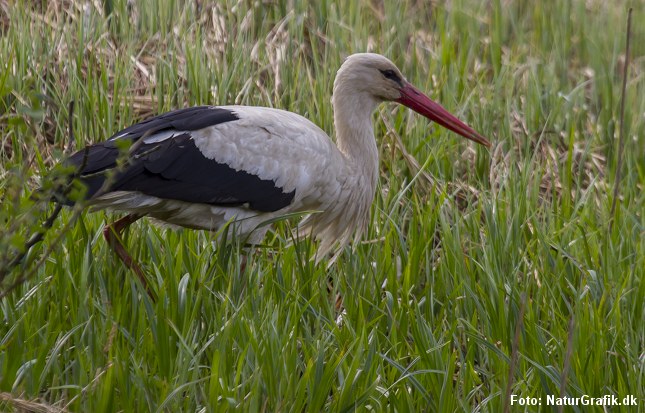 Hvid stork, der søger føde på en eng.