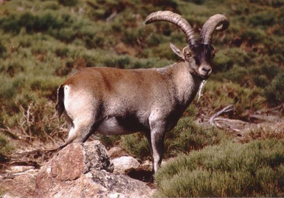 Den pyrenæiske ibex blev første gang erklæret uddød omkring år 2000. Arten minder meget om denne vestspanske ibex ( Capra pyrenaica victoriae), der også en overgang har været i fare for at uddø. Foto: Javier García Diz/ Wikimedia.