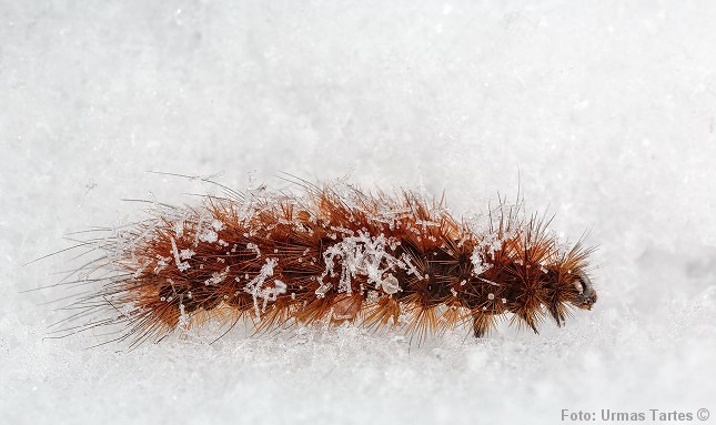 Kanelbjørnens larve kan opleves på milde vinterdage. Foto: Urmas Tartes.