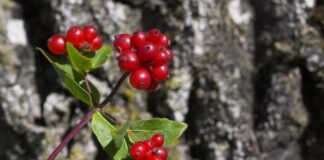 Giftige bær i naturen