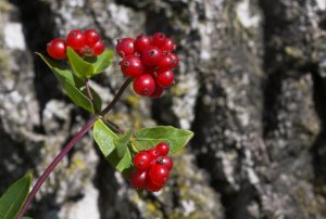 Giftige bær i naturen! naturguide.dk danmarks natur pÃ¥ nettet Vilde træer med røde bær