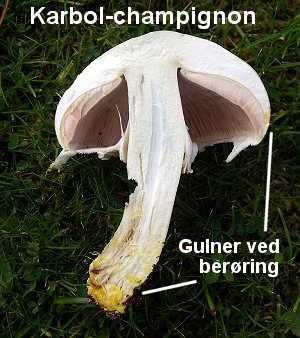 Karbol-champignon