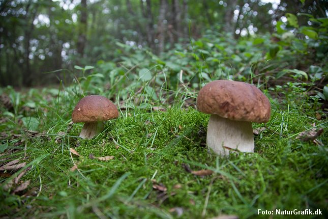 Spiselig rørhat. Finske forskere har påvist at skovsvampe har et meget højere indhold af D-vitamin end dyrkede champignoner. 