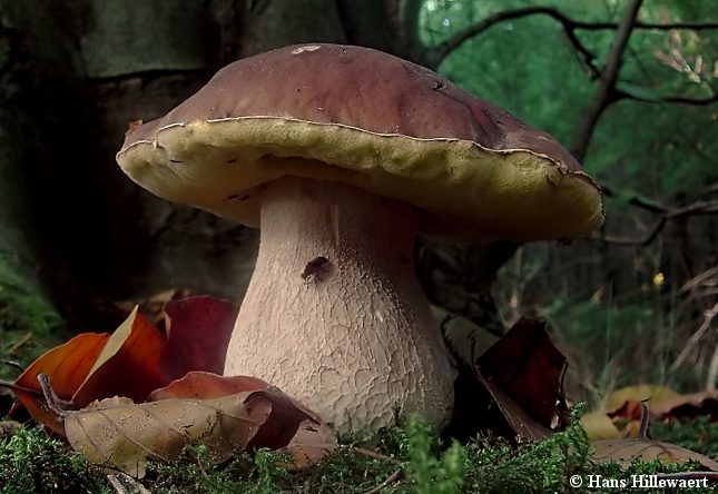Karl Johan-rørhatten er blandt skovens mest eftertragtede spisesvampe. Af og til finder man dem i kæmpestørrelse. Foto: Hans Hillewaert, CC BY-SA 4.0, Wikimedia.