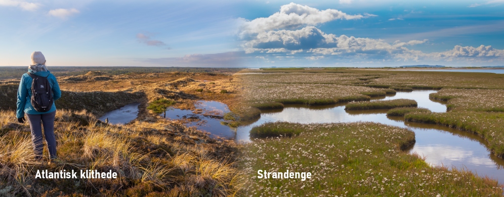klithede ogstrandenge Danmark huser en stor del af Europas strandenge og atlantisk klithede