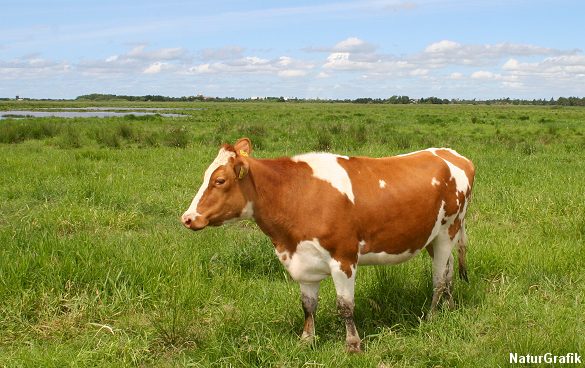 Kvæg, der græsser naturområder giver sundere bøffer viser forskning. Her Skjern Enge i Vestjylland.