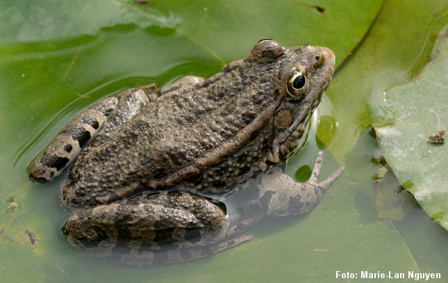 Latterfrø i en brunlig form. Den har mere ru og vortet hud end grøn frø. Foto: Marie-Lan Nguyen, CC BY 2.5, Wikimedia.