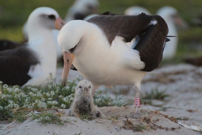 Laysan-albatrossen Wisdom er i en alder af 65 år igen blevet mor. Foto: US Fish & Wildlife Service.