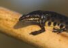 Salamandere