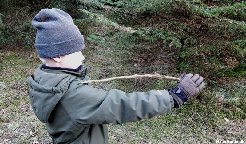 jøde Paine Gillic oversvømmelse Sådan måler du højden på et stort træ med en lille pind - NaturGuide.dk -  natur og friluftsliv