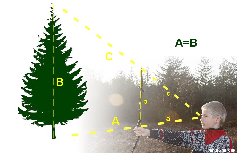 jøde Paine Gillic oversvømmelse Sådan måler du højden på et stort træ med en lille pind - NaturGuide.dk -  natur og friluftsliv