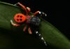 Oplev mariehøneedderkoppen - Danmarks smukkeste edderkop
