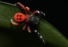 Oplev mariehøneedderkoppen - Danmarks smukkeste edderkop