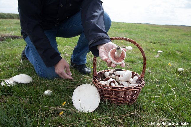 Markchampignon i naturen har højere indhold af D-vitamin end butikkernes dyrkede svampe.