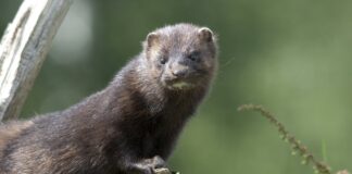 Mink