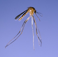 Nilfeber-myggen er nu fundet i Danmark. Foto: DTU Veterinærinstituttet.