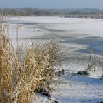 Hård vinter påvirker ikke myggene