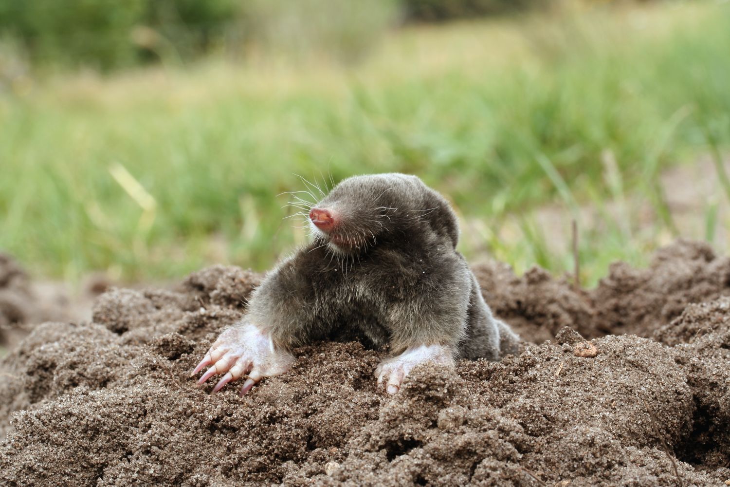 Tæt På Muldvarpen - NaturGuide.dk - Natur Og Friluftsliv