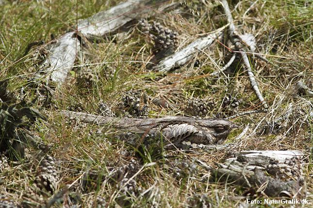 En lang række, danske fuglearter forstår også at kamuflere sig. Blandt de dygtigste hører natravnen, der her ligger på rede. Foto: NaturGrafik.dk.