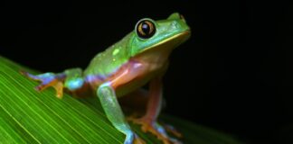 Dansk naturmagasin hjælper naturen