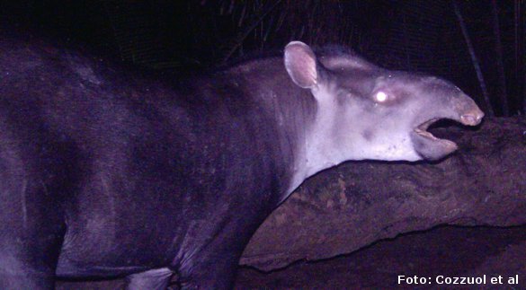 En hidtil ukendt tapir-art fotograferet af en fotofælde i Amazonregnskoven. Foto: Cozzuol et al.