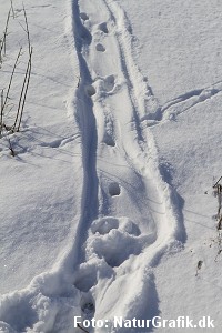 Odderspor i sne, hvor odderens karakteristiske glidespor tydeligt ses.