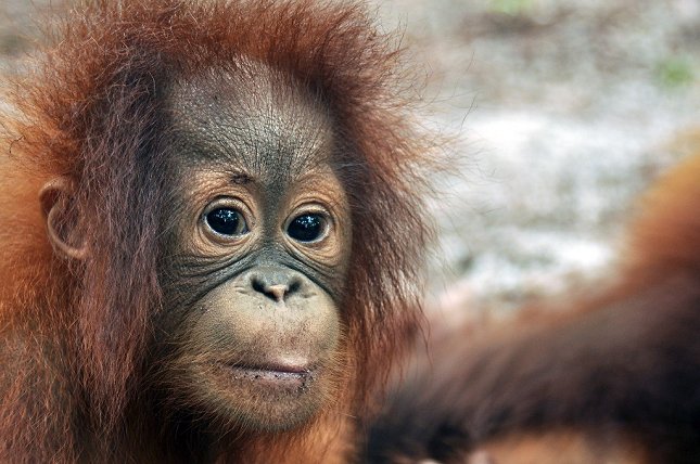 Det går den forkerte vej for orangutangerne på Borneo. Foto: Red Orangutangen/http://savetheorangutan.org