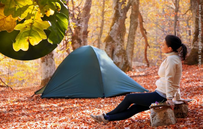 Der er i de senere år kommet flere og flere naturovernatningspladser, hvor du og familien må slå teltet op eller benytte en gratis shelterplads. Foto: NaturGrafik & Oleksi Sagitov, Dreamstime.