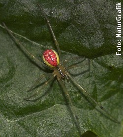 Perleedderkoppen findes i flere farvekombinationer. Den røde hun er fotograferet i en vestjysk have.