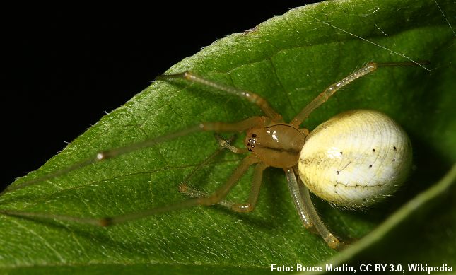 Perleedderkoppen har fået sit danske navn efter den oftest hvide og runde bagkrop. Foto: Bruce Marlin.