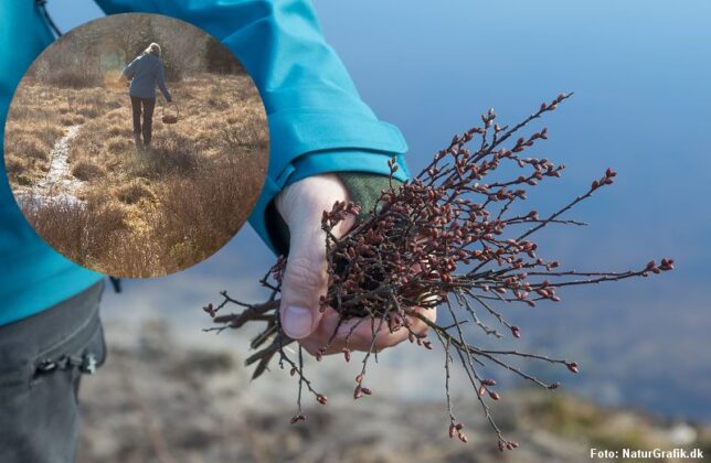 Lav En Dejlig Porsesnaps Til P Skefrokosten Naturguide Dk Natur Og Friluftsliv