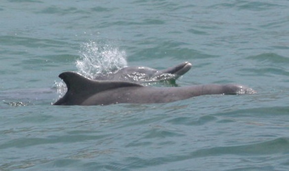 Ny hvalart, hørende til gruppen af pukkelryg-delfiner, opdaget ved Australien. Foto: Tracy Meintjes.