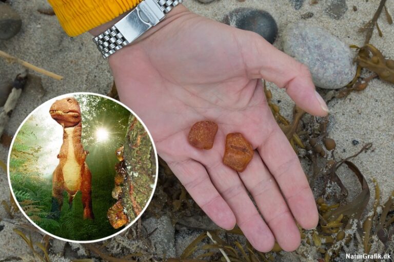 Lær at finde rav - Naturmagasinet NaturGuide.dk