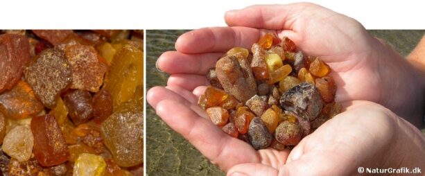 Lær at finde rav - Naturmagasinet NaturGuide.dk