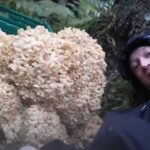 Rekordstor blomkålssvamp 13 kg