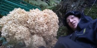 Rekordstor blomkålssvamp 13 kg