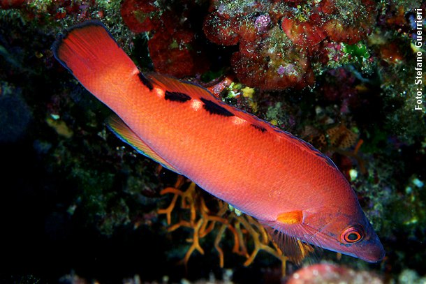 Hunnen kaldes for rødnæb og hannen for blåstak. Her en smuk orangerød hun. Foto: Stefano Guerrieri, Wikimedia.