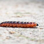 Rødorm - pileborerens larve - på sensommervandring